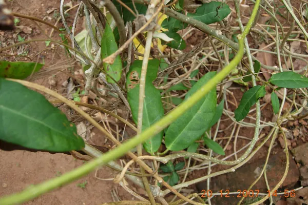 Kandodbhava-guduchi benefits