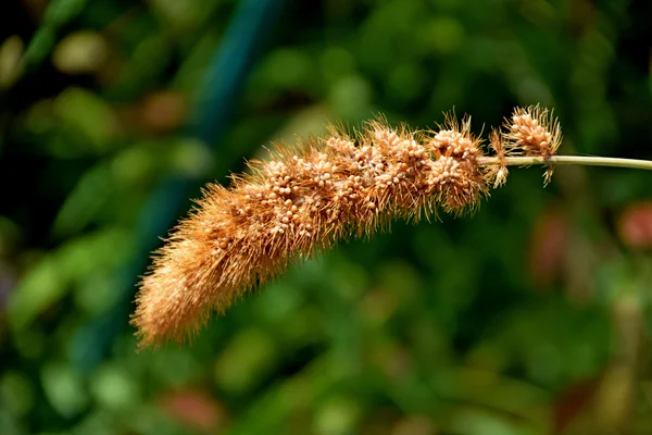 Kangu benefits