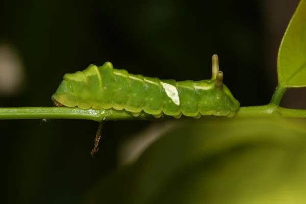 Karanja benefits