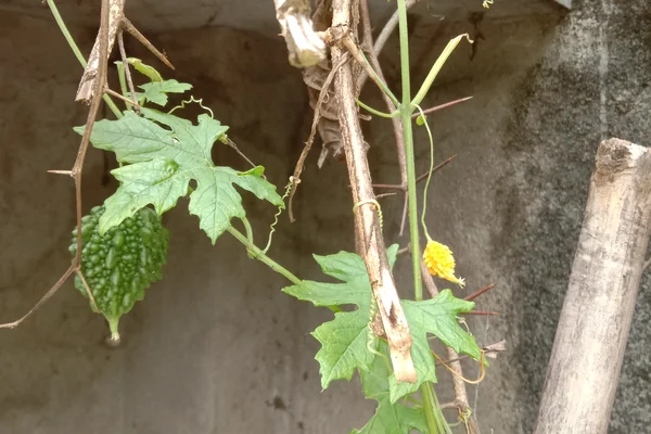 Karavellaka benefits