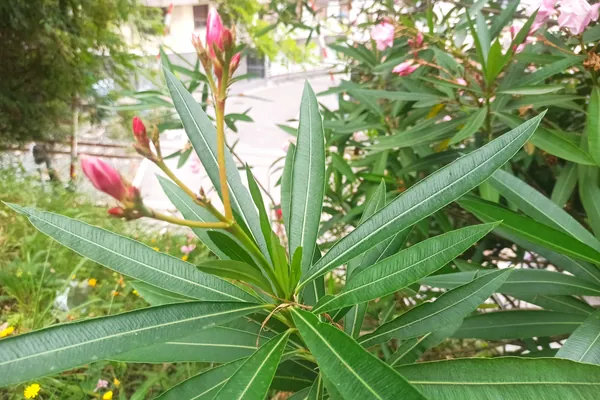 Karavira benefits