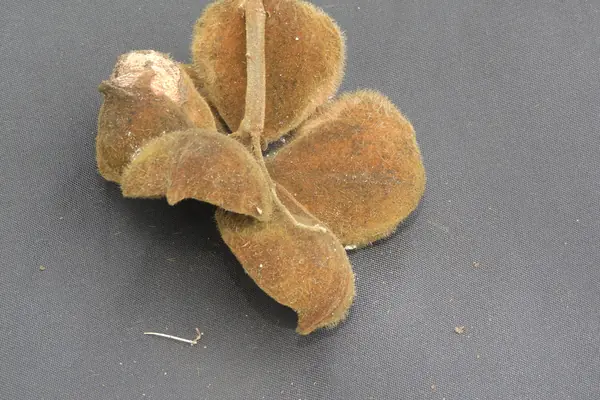 Karaya Gum benefits