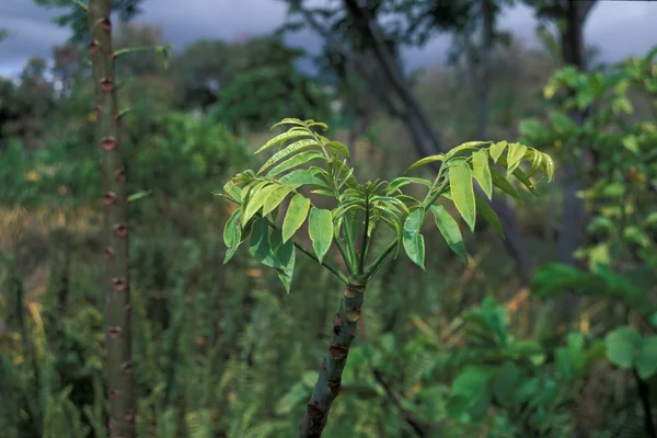 Karindu benefits