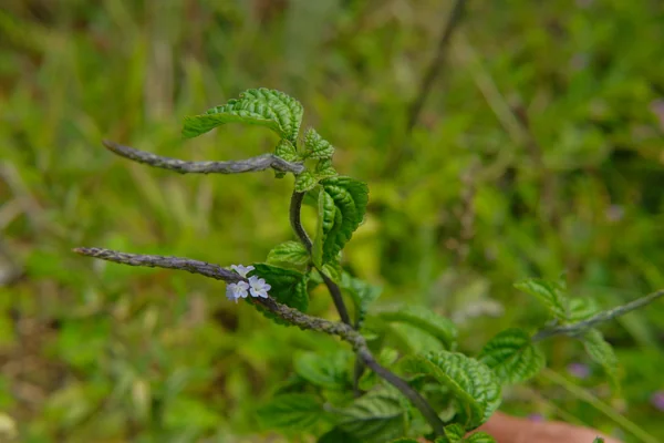 Kariyartharani benefits