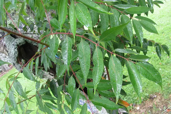 Karkatashringee benefits