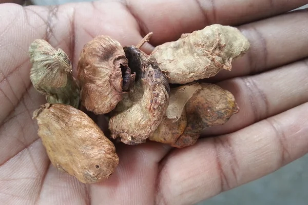 Karkatashringi benefits