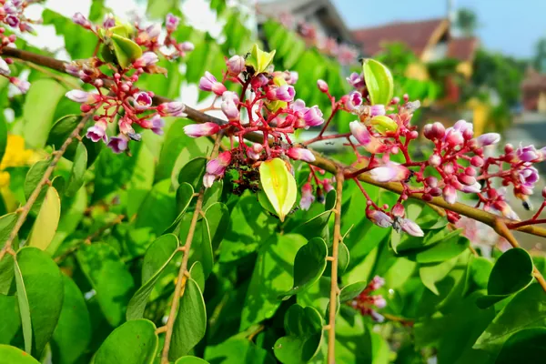 Karmaranga benefits