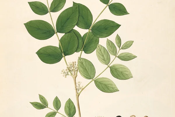 Kataka benefits