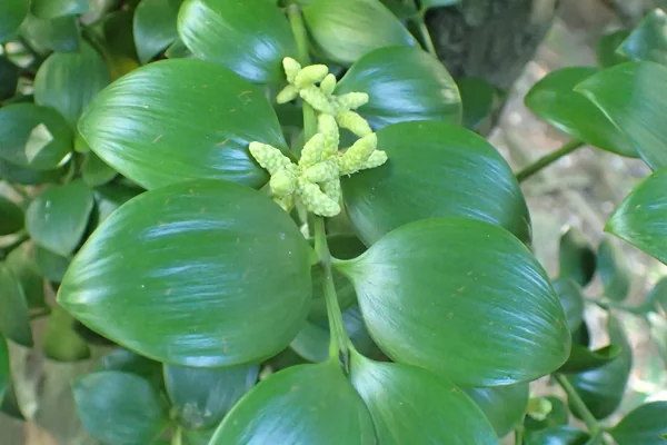 Katphala benefits