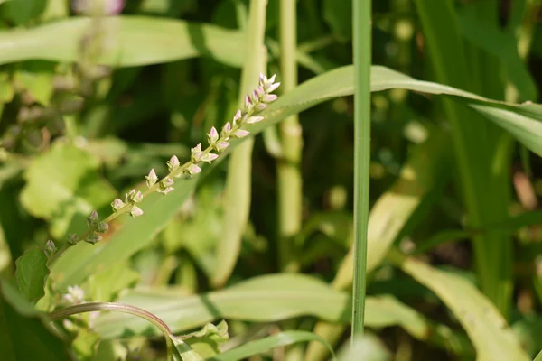 Katthinjara benefits