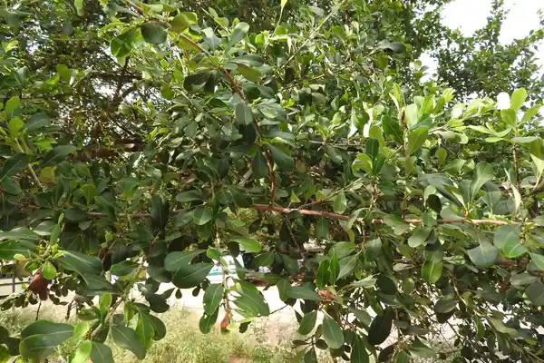 Kattuchandanam benefits