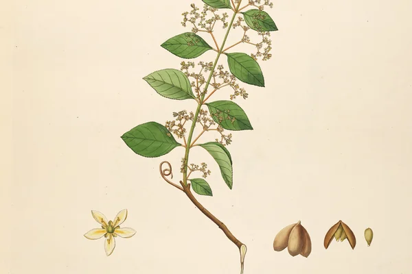 Kazurati benefits