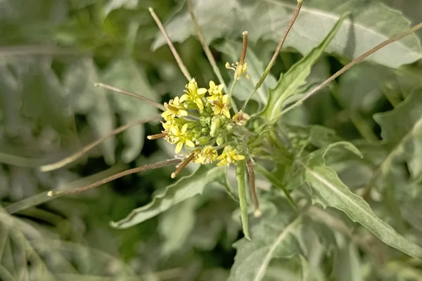 Khaaksi benefits