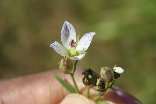 Kiraata benefits