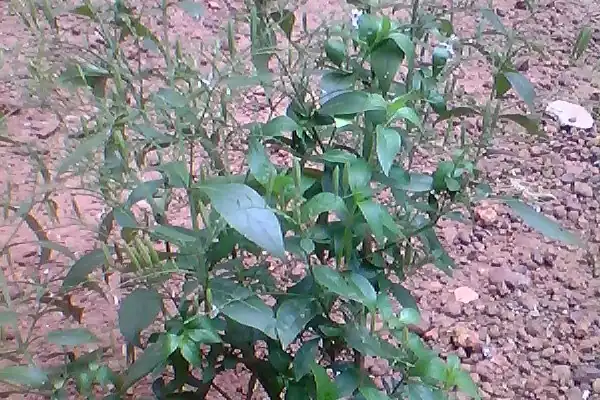 Kiraata benefits