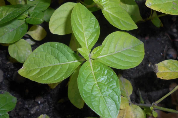 Kiranti-takkaaram benefits