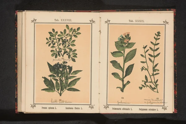 Knotgrass benefits