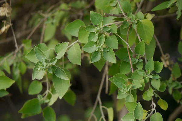 Kodhab benefits