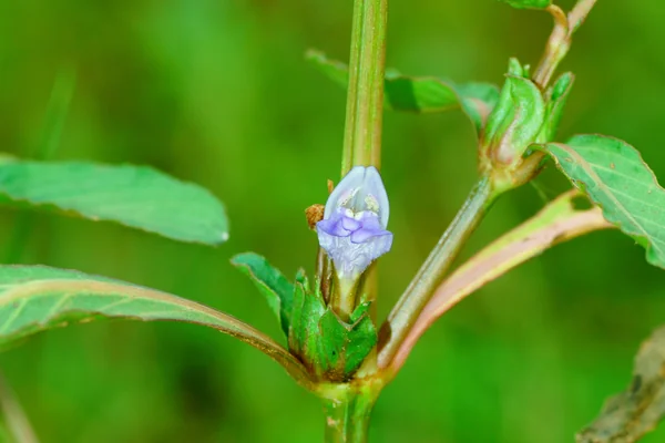 Kokilaksha benefits