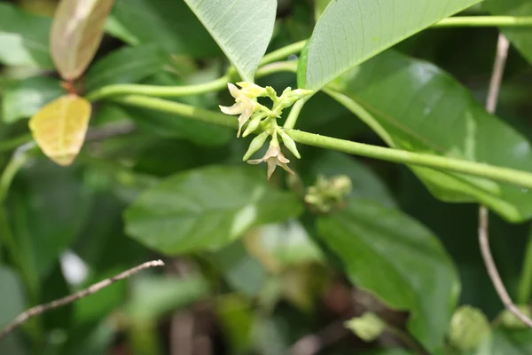 Krishna Saarivaa benefits