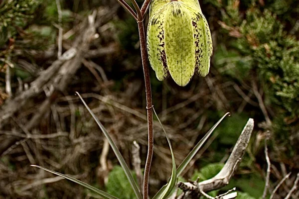 Kshira-Kaakoli benefits