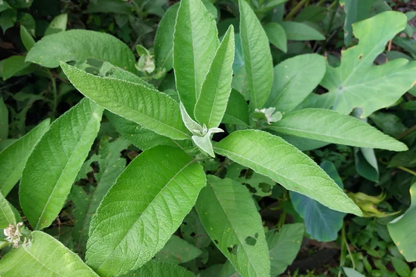 Kukundara benefits
