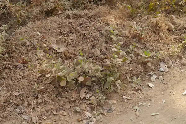 Kukundara (Blumea) benefits
