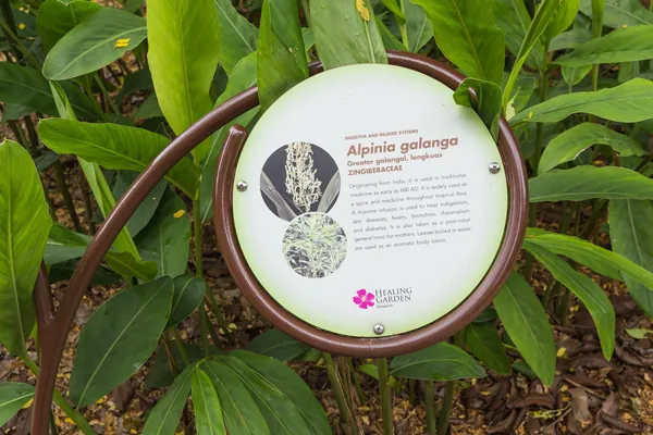 Kulanjana benefits