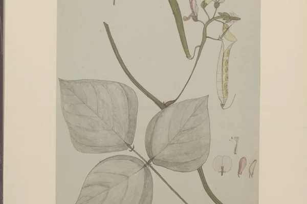 Kulatthikaa benefits