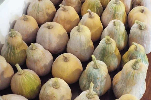 Kumshmaanda benefits