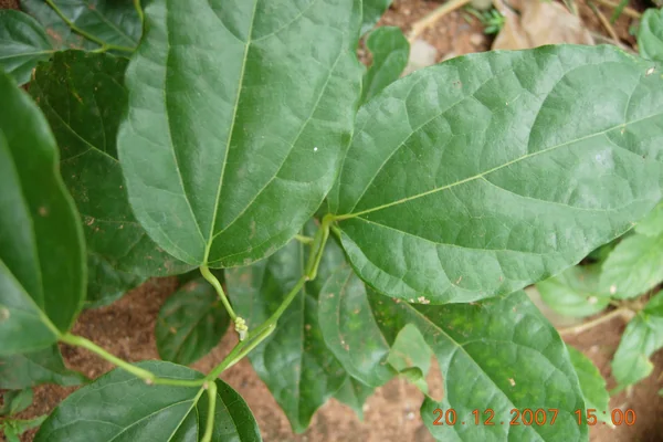 Kupilu-lataa benefits