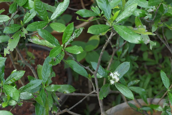 Kuraa benefits