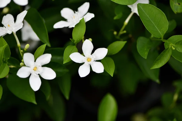 Kutaja benefits