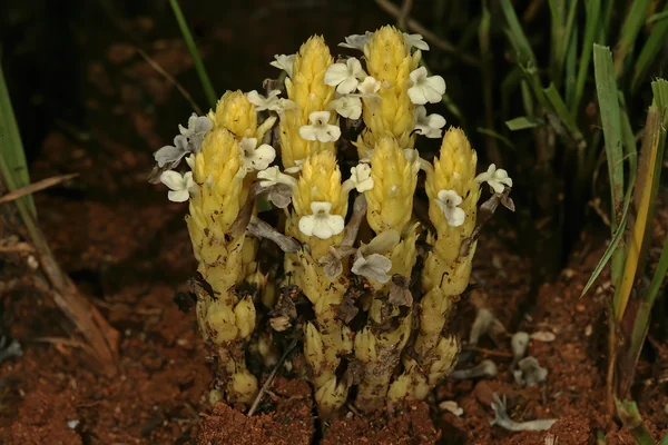 Laal-giyaa benefits