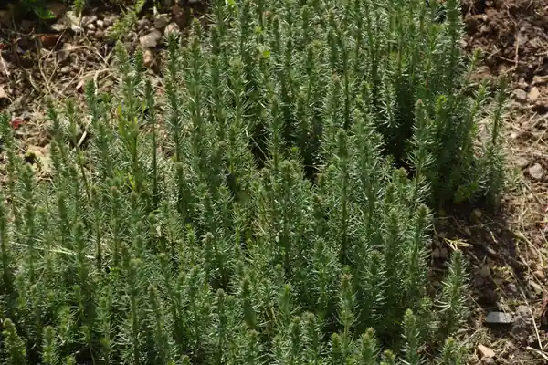 Lady’s Bedstraw benefits