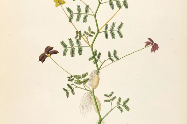 Lajjaalu benefits