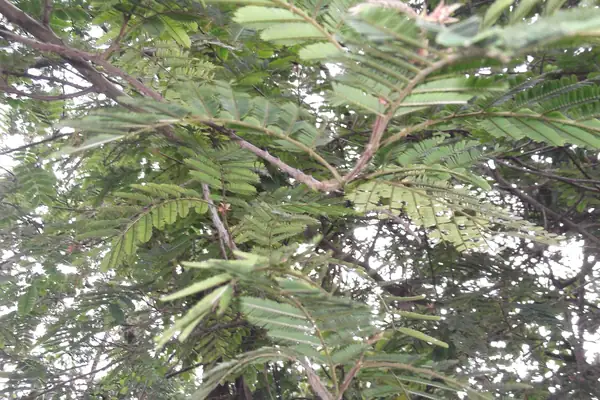 Lataakhadira benefits