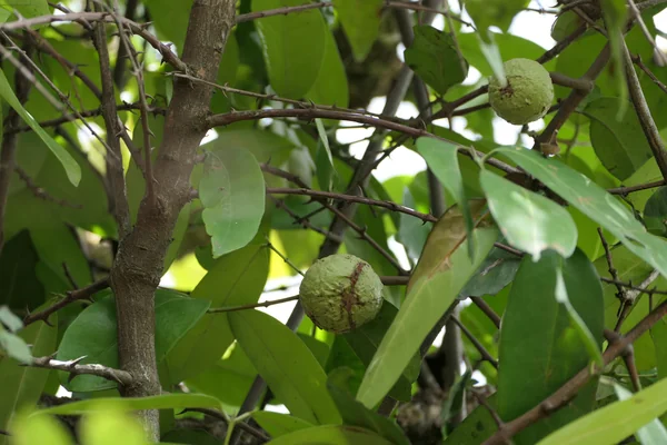 Lendaphala benefits