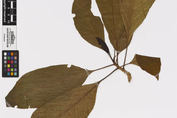 Lettuce tree benefits