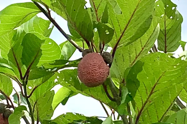 Litchi benefits