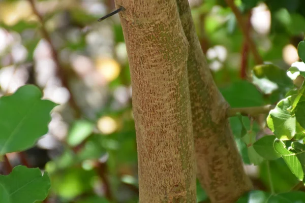 Locust Bean benefits