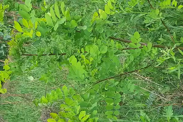 Locust tree benefits