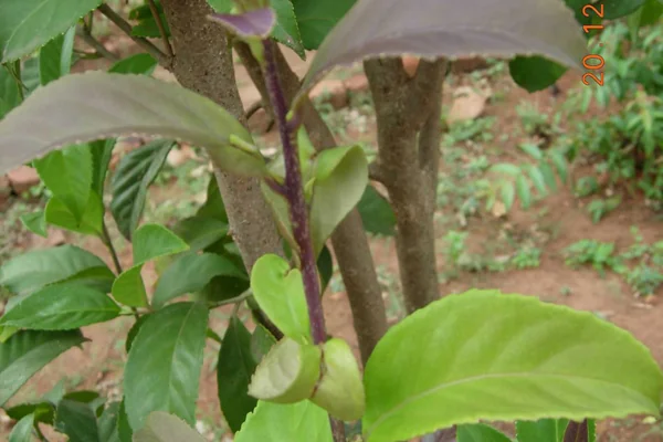 Lodhra benefits