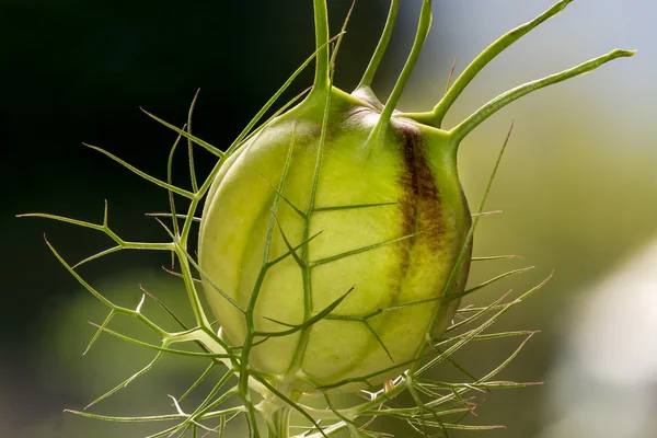 Love-in-a-mist benefits