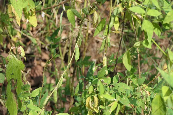 Maashaparni benefits