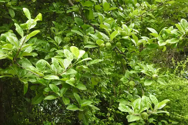 Madanaphala benefits