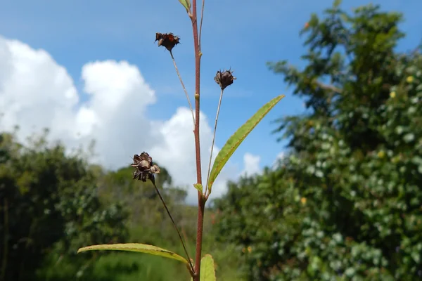 Mahaabalaa benefits