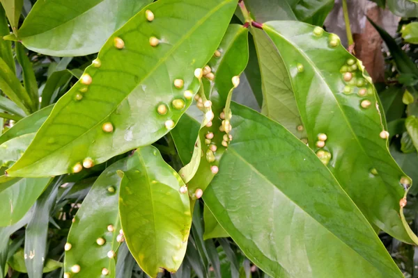 Malay Apple benefits