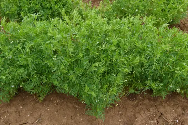Masura benefits