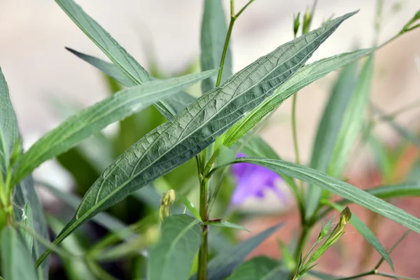 Meadow-weed benefits